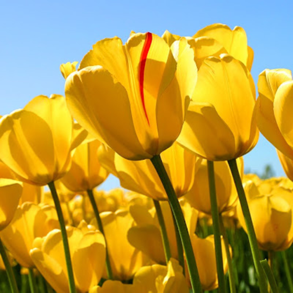 Meet your Posher, Cerae